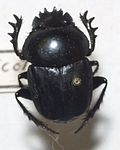 Miniatura para Scarabaeus puncticollis