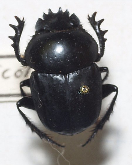 Scarabaeus_puncticollis