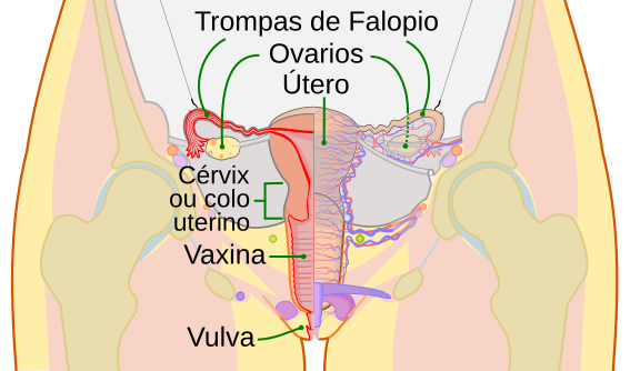 File:Scheme female reproductive system-gl.svg