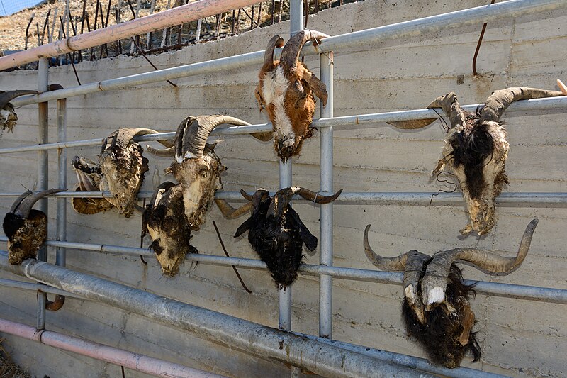 File:Schinaria Goat Heads 01.JPG