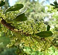 Fleurs de Schinus polygamus