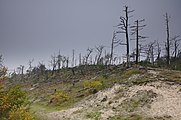 Nederlands: Schoorlse Duinen English: Schoorlse duins