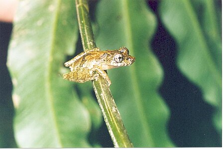 Scinax machadoi