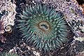 A sea anemone in the Pacific Ocean, Baja California, Mexico