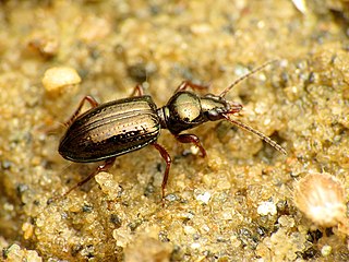 <i>Semiardistomis viridis</i> Species of beetle