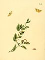 88. Phalaena quadripunctaria (unidentified)