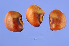 S. punicea seed Sesbania punicea seed.jpg