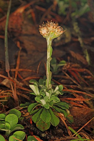 <i>Antennaria virginica</i> Species of flowering plant