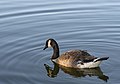 * Nomination Canada Goose on Schrock Lake -- Sixflashphoto 00:44, 19 August 2018 (UTC) * Promotion Good quality. --Vengolis 01:04, 19 August 2018 (UTC)