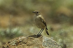 Sicklewing Chat - Natal - South Africa S4E7178 (18784333814).jpg