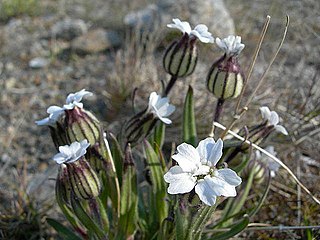 <i>Silene involucrata</i> Species of flowering plant