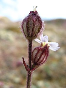 Silene sorensenis upernavik 31-07-2007 3.jpg