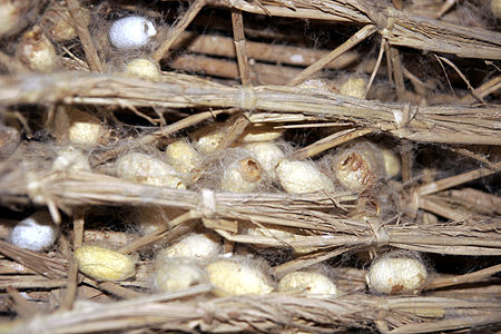 Tập_tin:Silk_worm_empty_cocoons_01.jpg