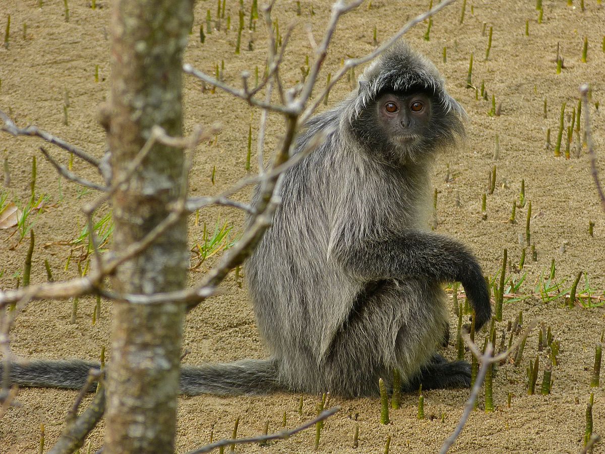 Monkey - Wikipedia