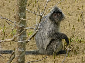 Silvered Leaf Monkey (Trachypithecus cristatus) (8125672881).jpg