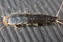 Silverfish - Wikipedia