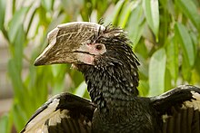 File:SilverycheekedHornbill.jpg