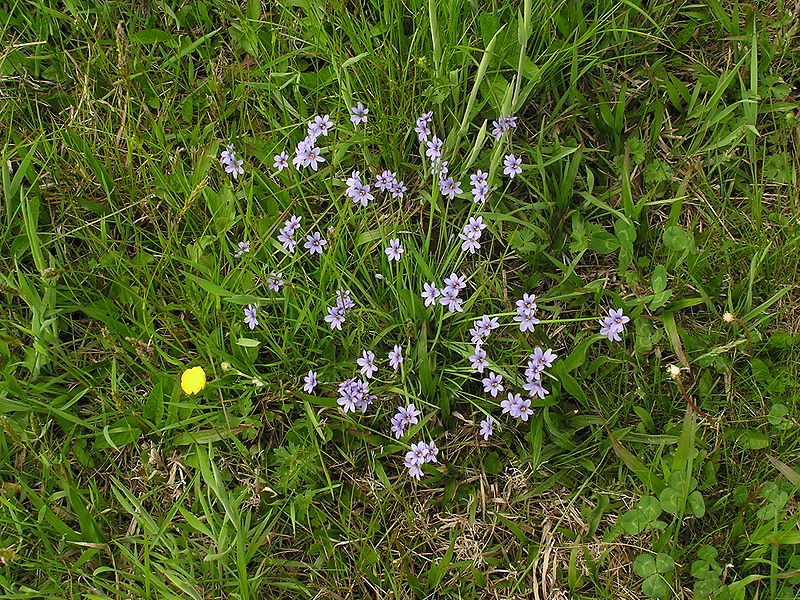 File:Sisyrinchium fls 02.JPG