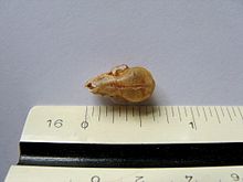 A bat skull next to a ruler used to measure size. Size: 7 mm (0.28 in) Size of a Bat skull.jpg