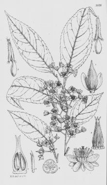 Sladenia celastrifolia