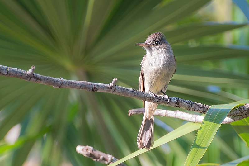 File:Small Bird in Playa Larga, Cuba (48152950437).jpg