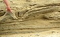 Soft sediment deformation in Dead Sea sediments, Israel. Possibly a seismite.