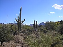 husté křoví s vystupujícími kaktusy saguaro
