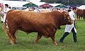 Category:South Devon cattle