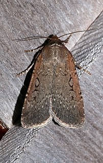 <i>Spaelotis clandestina</i> Species of moth