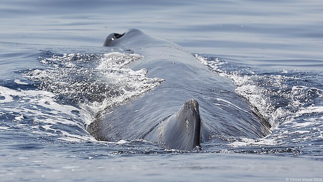Unusual among cetaceans, the sperm whale's blowhole is highly skewed to the left side of the head.