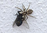 Menemerus semilimbatus (Salticidae)