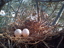 Nest on an olive tree with a typical clutch of two eggs, Djerba island Spilopelia senegalensis Egg.jpg