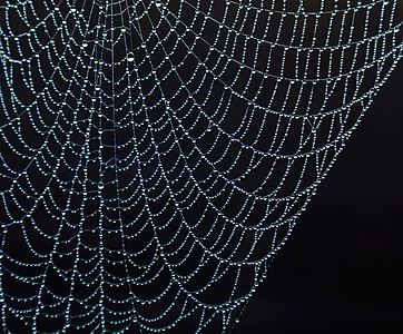 Spider’s web on a foggy day