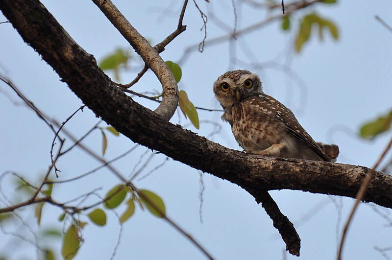 File:Spotted Owlet DSC 0263.jpg