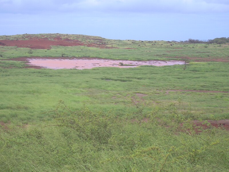 File:Starr 040217-0073 Panicum maximum.jpg