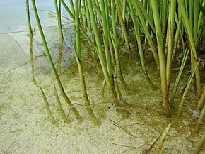 Beskrivelse av Starr-bilde 080609-8032 Cyperus laevigatus.jpg.