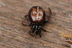 Thumbnail for Steatoda bipunctata