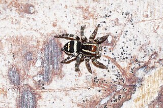 <i>Stenaelurillus kavango</i> Species of spider