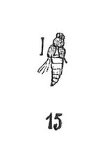 Vignette pour Stenus prodromus