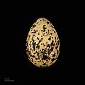 * Nomination egg of roseate tern, ssp bangsi - Oeuf de Sterne de Dougall --Ercé 16:35, 19 October 2020 (UTC)  Support Good quality. --XRay 13:03, 20 October 2020 (UTC) * Promotion {{{2}}}