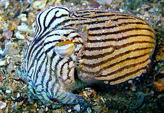 <i>Sepioloidea</i> Genus of cuttlefishes