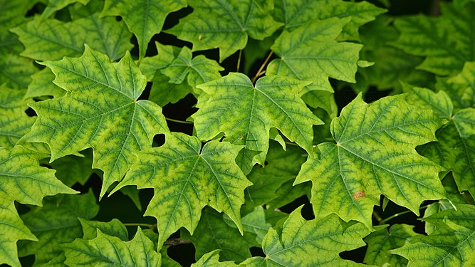 Sugar Maple (Acer saccharum)