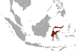 Sulawesi Musaraigne area.png