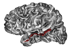 middle temporal sulcus