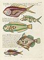 Surreal illustration of fishes and crabs found in Moluccas (Indonesia) and the East Indies by Louis Renard, digitally enhanced by rawpixel-com 82.jpg