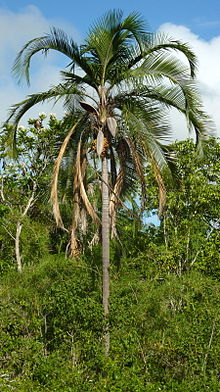 Syagrus botryophora.jpg