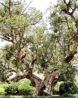 Ficus/