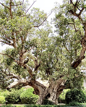 Sycamore fig (Ficus sycomorus)