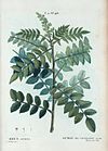 T2 46 Rhus coriaria par Pierre-Joseph Redouté.jpeg