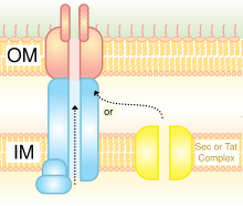 T4SS schematic T4SS.svg